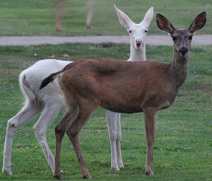 albino deer